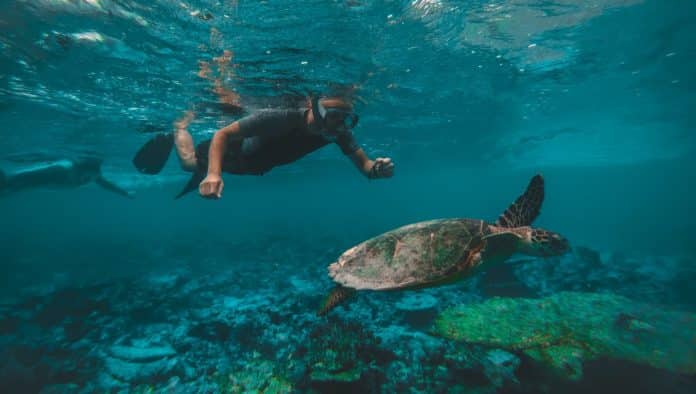 man snorkeling with turtle