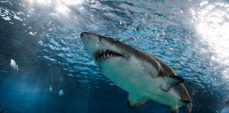 top 10 most dangerous marine animals - the shark