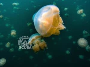 jellyfish lake-diving in palau-micronesia