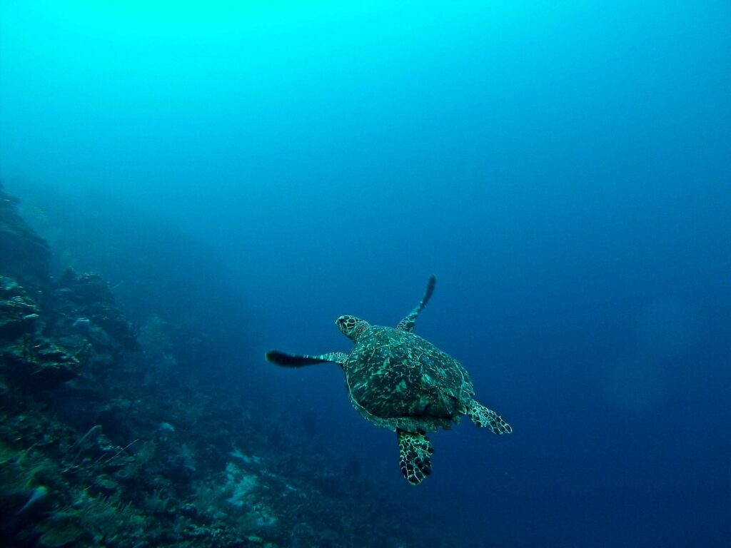 A turtle in Roatan