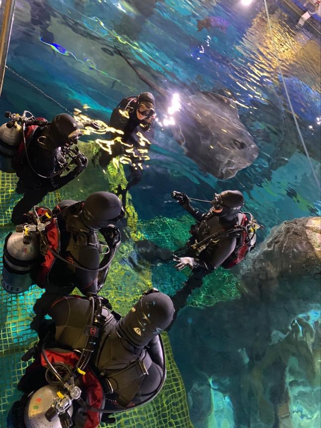 Learning how to dive with sharks