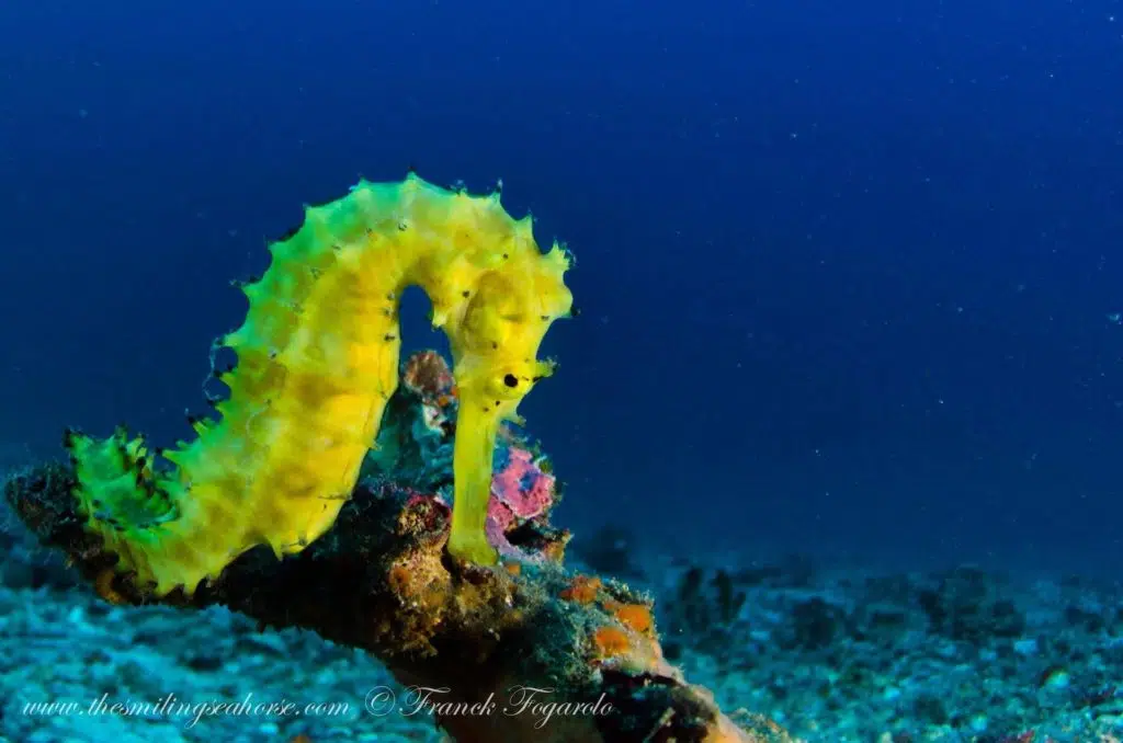 A yellow seahorse when diving in Myanmar
