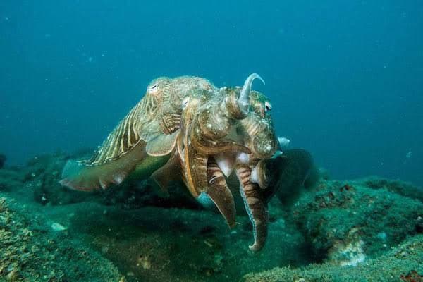 Dannys Eel Garden Puducherry