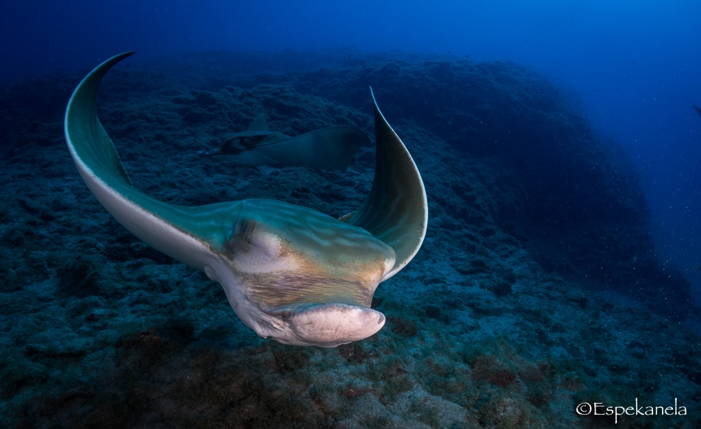 A bull ray in South Tenerife at Bufadero dive site