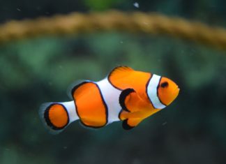 Ultimate Guide to Clownfish, what are their habits?