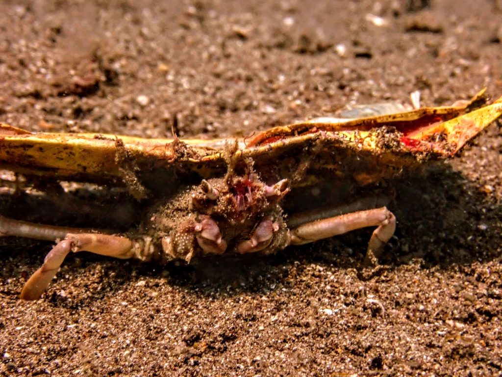 A crab covered by a piece of marine litter in the Philippines.