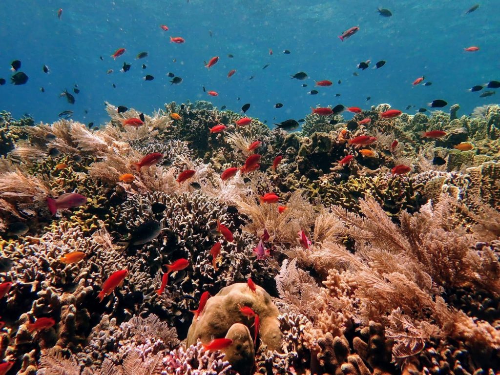 Healthy Reef Anilao Philippines