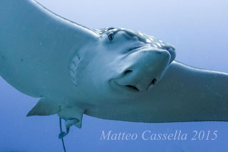 Close up of the spotted eagle ray's snout
