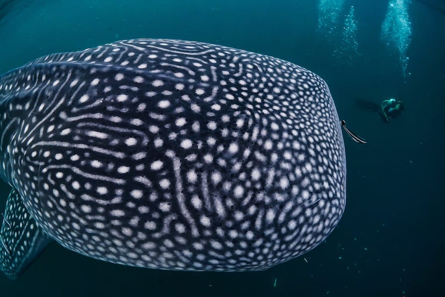 Close up of a whale shark head and its unique spotted pattern.