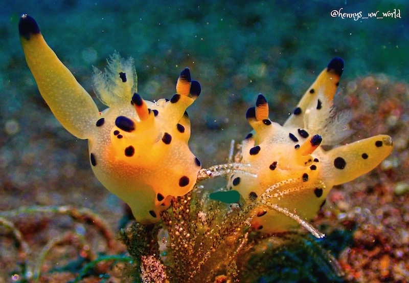 A pair of Pikachu Nudibranchs Polycera Abei. Photo: Henny Slamet