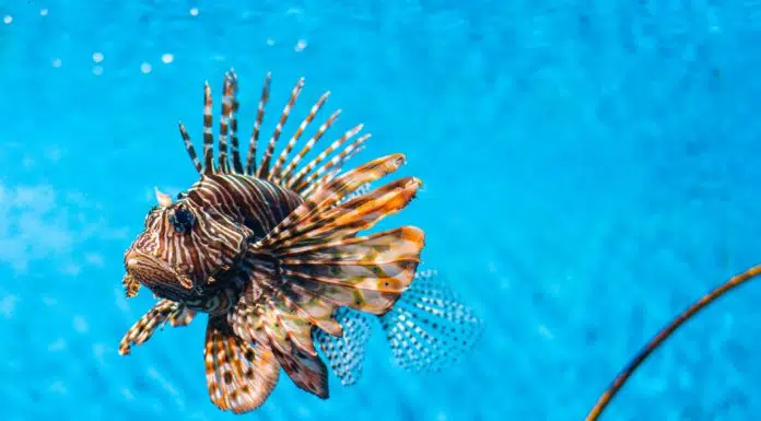 A lionfish with its venomous spines flared out